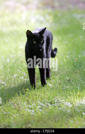 Eine schwarze Katze Stockfoto