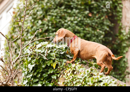 Porträt von Dackel Hund Stockfoto