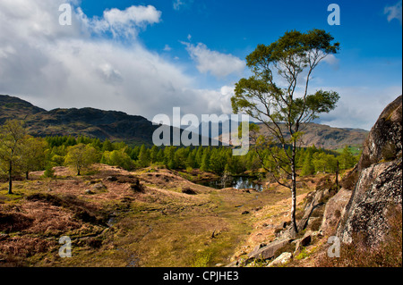 Ein Blick auf die Langdale Pikes aus Holme fiel in Cumbria Stockfoto