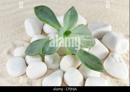 Pflanze wächst auf Steinen und Sand Stockfoto