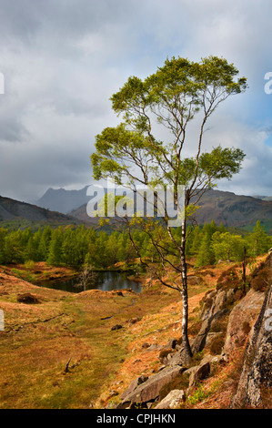 Ein Blick auf die Langdale Pikes aus Holme fiel in Cumbria Stockfoto