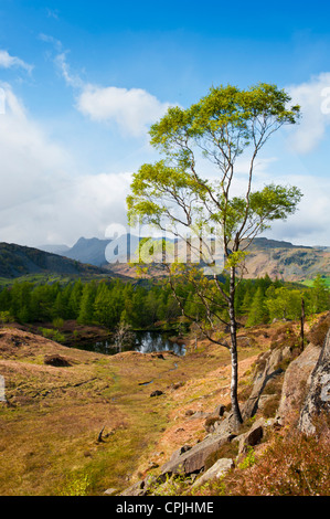 Ein Blick auf die Langdale Pikes aus Holme fiel in Cumbria Stockfoto