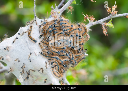 Masse der Lakai Moth Raupen in ihrem seidenen Zelt Dungeness RSPB, Kent, England, UK Stockfoto