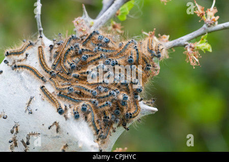 Masse der Lakai Moth Raupen in ihrem seidenen Zelt Dungeness RSPB, Kent, England, UK Stockfoto