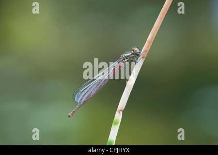 Große rote Damselfly thront auf Zebra Rasen im Gartenteich. Hastings, Sussex, UK Stockfoto