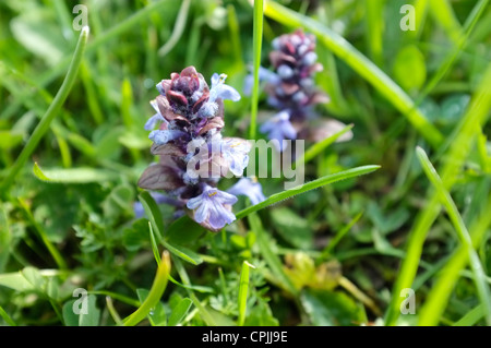 Prunella Vulgaris wilde Blume Stockfoto