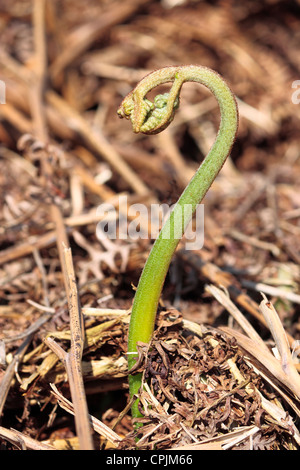 Neue Adlerfarn Pteridium schießen unfurling durch alte tot bracken Stockfoto