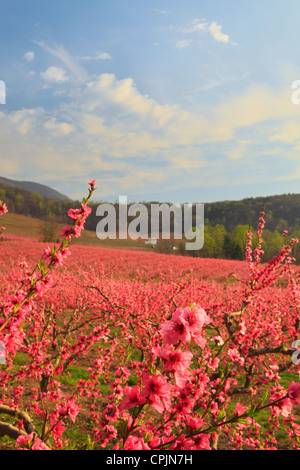 Blüte von Peach Orchard, Crozet, Virginia, USA Stockfoto