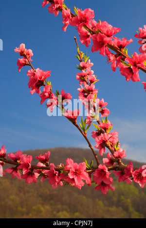 Blüte von Peach Orchard, Crozet, Virginia, USA Stockfoto