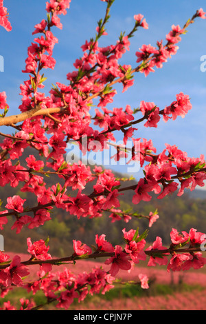 Blüte von Peach Orchard, Crozet, Virginia, USA Stockfoto