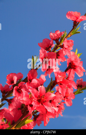 Blüte von Peach Orchard, Crozet, Virginia, USA Stockfoto