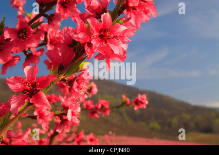 Blüte von Peach Orchard, Crozet, Virginia, USA Stockfoto