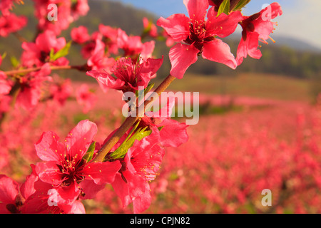 Blüte von Peach Orchard, Crozet, Virginia, USA Stockfoto