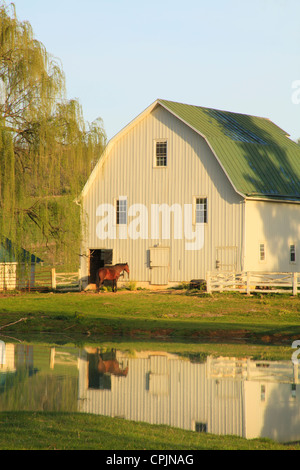 Pferd-Erwärmung im Sonnenaufgang Sonne auf Bauernhof in der Nähe von Middlebrook im Shenandoah Valley, Virginia, USA Stockfoto