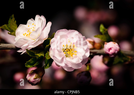 Blühende Mandel (Prunus Triloba Var multiplex). Stockfoto