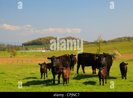 Rinder auf Bauernhof in der Nähe von Middlebrook im Shenandoah Valley, Virginia, USA Stockfoto