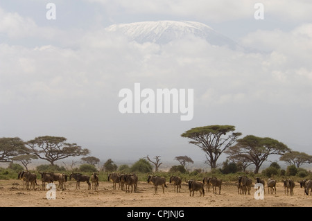 Herde von Gnus in Ebenen mit Mt. Kilimanjaro hinter Stockfoto