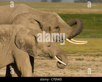 Zwei Elefanten mit Trunks gewellt Stockfoto