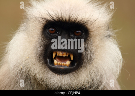 Graue Languren (Semnopithecus Entellus) mit einem aggressiven Gesicht. Languren, Kanha Stockfoto