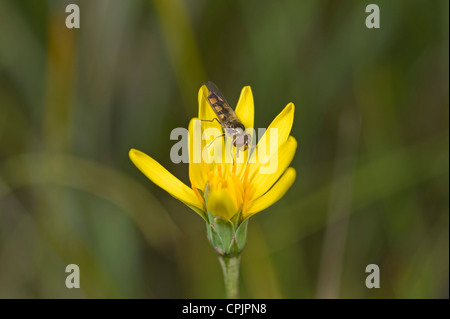 Schwebfliege auf Yam Daisy Stockfoto