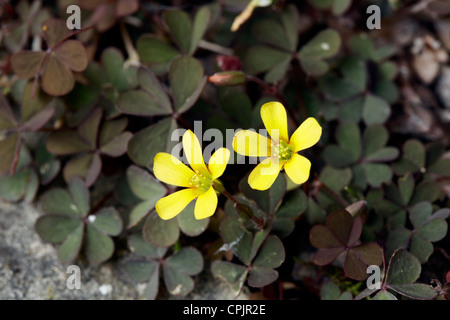 Schleichende Woodsorrel Oxalis Corniculata atropurpurea Stockfoto