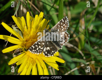 Ergrauten Skipper Butterfly - Pyrgus malvae Stockfoto