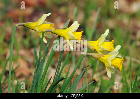 Vier wilde Narzissen - Narcissus Pseudonarcissus in Betty Dawes Holz Stockfoto