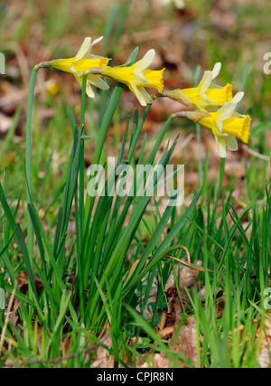 Vier wilde Narzissen - Narcissus Pseudonarcissus in Betty Dawes Holz Stockfoto