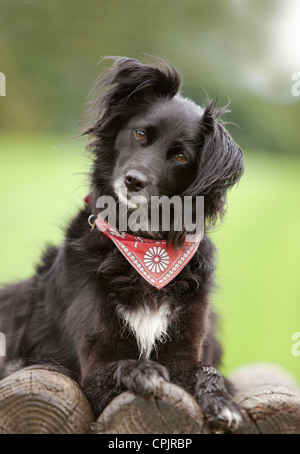 Border-Collie Kreuz tragen rote Polka punktiert Krawatte Stockfoto