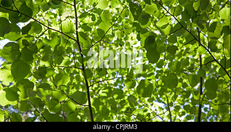 Grünen Limetten Blätter im Frühjahr - Hintergrund Stockfoto