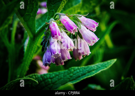 Nahaufnahme von Beinwell wächst wild in der Landschaft Stockfoto