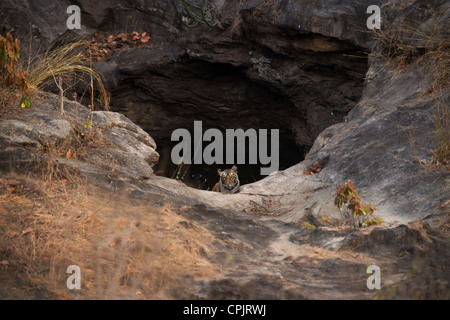 Eine Bengal Tiger Cub ergibt sich aus einem berühmten Wasserloch namens Sita Mandap in Bandhavgarh National Park, Indien Stockfoto