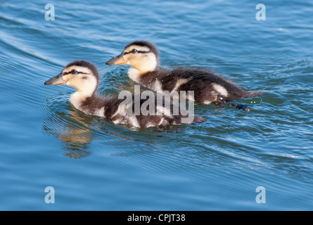 Zwei Entenküken, Cambridgeshire, Großbritannien. Stockfoto