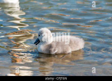 Baby Schwan (Siegel) nur 2 Tage alt, schaut auf Mamas Spiegelung im Wasser. Nächsten, Cambridgeshire. VEREINIGTES KÖNIGREICH. Stockfoto