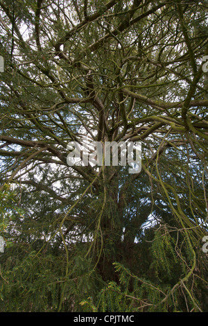 Ein Blick auf einen Baum in Lilleshall Abbey, Shropshire, UK. Die Ruinen des Augustiner Abtei aus dem 12. Jahrhundert. Stockfoto