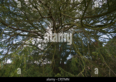 Ein Blick auf einen Baum in Lilleshall Abbey, Shropshire, UK. Die Ruinen des Augustiner Abtei aus dem 12. Jahrhundert. Stockfoto