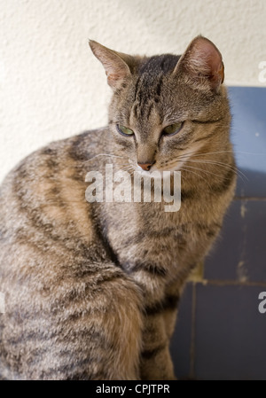 Porträt von niedlichen jungen braunen Makrele Tabby Katze entspannen. Stockfoto