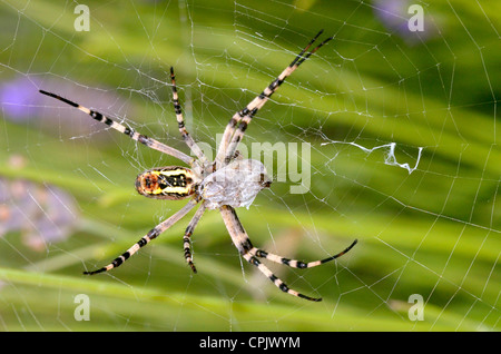 Makroaufnahme einer Spinne auf seiner Spinnennetz mit Beute in einem Kokon Stockfoto