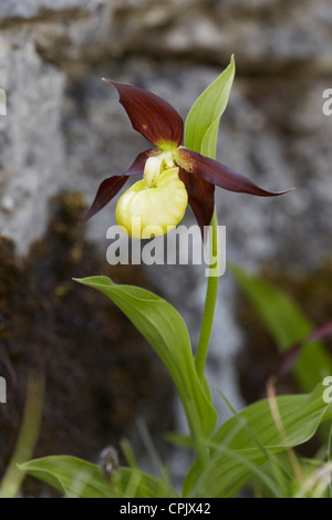 Lady Slipper Orchidee, Cypripedium Calceolus, Gang Barrows, UK Stockfoto