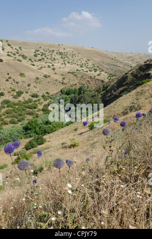 Blick auf Fluss Jordan aus dem gebirgigen Jordan River Trail. Oberen Galile. Israel. Stockfoto