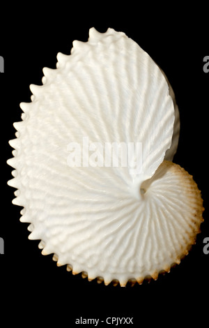 White Paper Nautilus Muschel isoliert auf schwarz Stockfoto