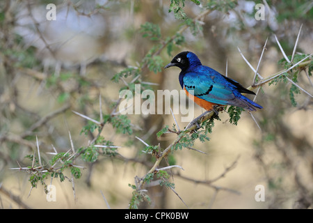 Superb Starling - thront super glattes-Starling (Spreo Superbus - Glanzstare Superbus) auf dornigen Ast am Nakurusee Stockfoto