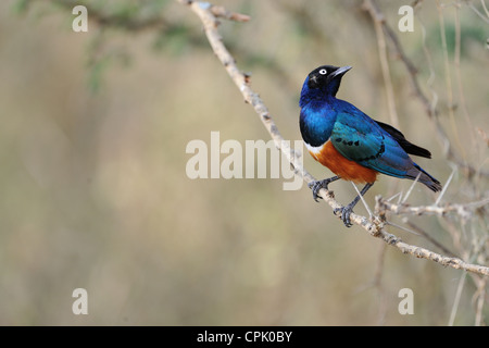 Superb Starling - thront super glattes-Starling (Spreo Superbus - Glanzstare Superbus) auf dornigen Ast am Nakurusee Stockfoto