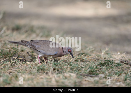 Afrikanische Mourning Dove - Trauer collared Dove (Streptopelia Decipiens - Turtur Decipiens) auf der Suche nach Nahrung auf dem Boden Stockfoto