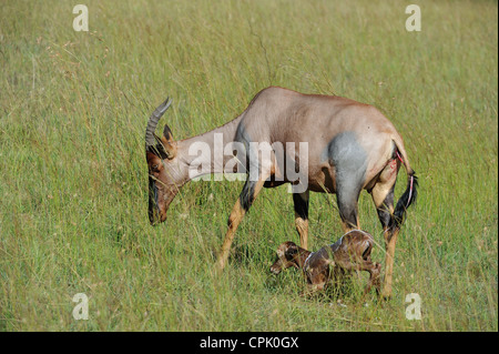 Topi (Damaliscus Lunatus Topi) neue geborene Kalb versucht, aufzustehen, Masai Mara Wildreservat Kenia - Ostafrika Stockfoto