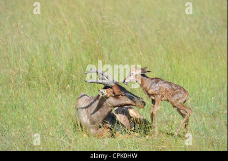 Topi (Damaliscus Lunatus Topi) neue geborene Kalb Stand in der Nähe seiner Mutter im Gras Masai Mara Wildreservat Kenia Stockfoto