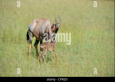 Topi (Damaliscus Lunatus Topi) Frauen lecken ihr neugeborenes Kalb Masai Mara Game reserve Kenia - Ostafrika Stockfoto