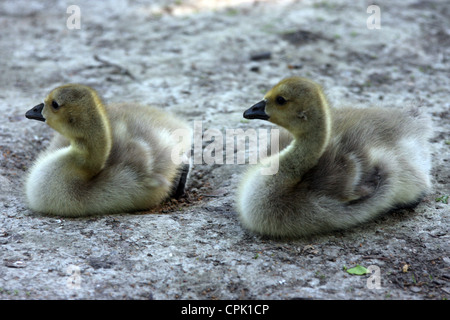 Die Küken Kanadagans (Branta Canadensis) Stockfoto