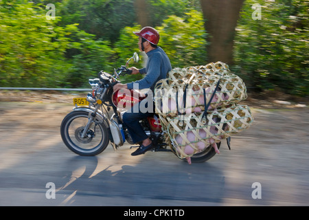 Motorrad mit Ferkel in Korb, Yangshuo, Guangxi, China Stockfoto