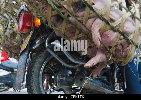 Motorrad mit Ferkel in Korb, Yangshuo, Guangxi, China Stockfoto